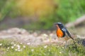 Amazing orange throated bird making a living in the green field Royalty Free Stock Photo